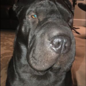 Meet your Posher, Tyler